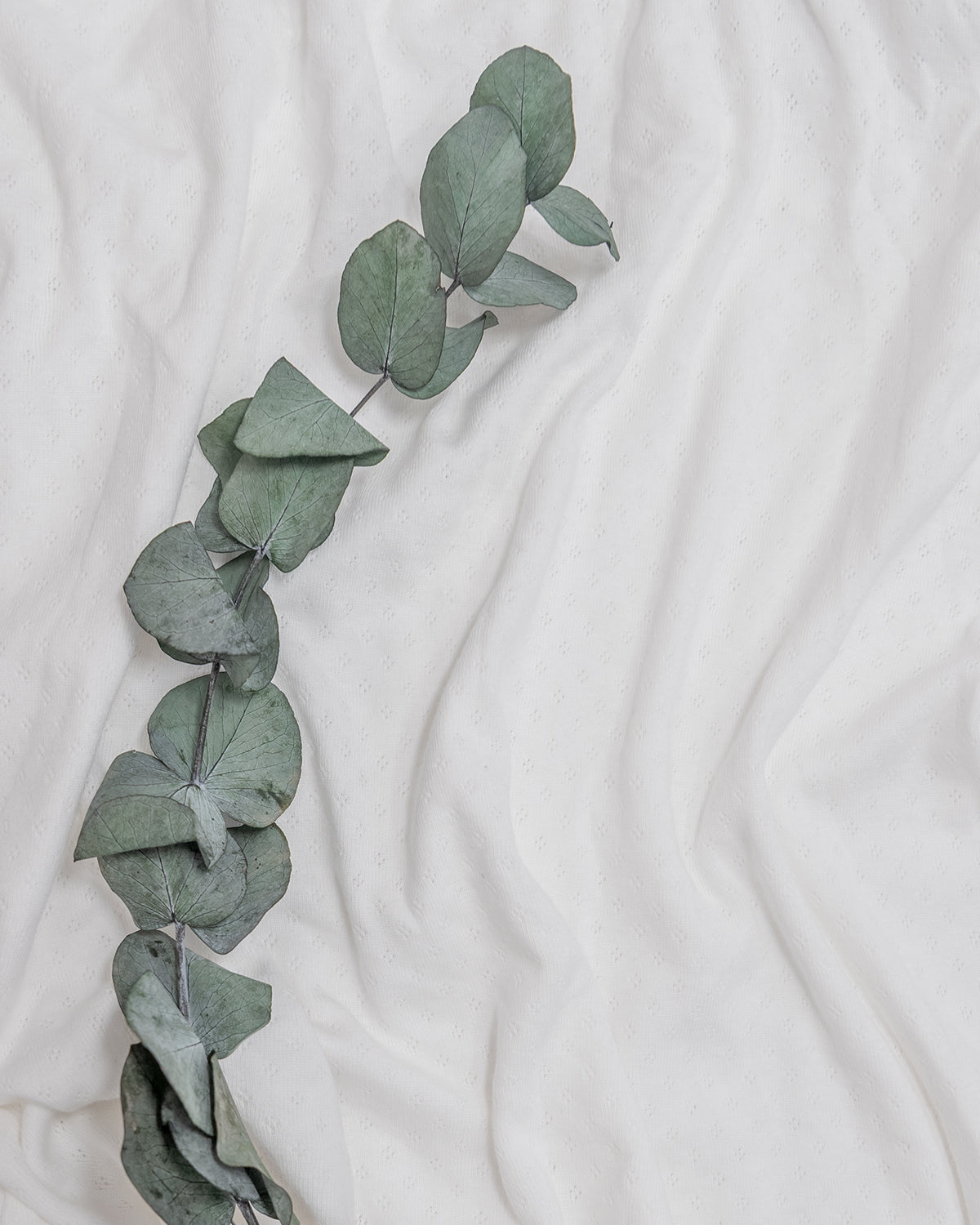 organic cotton pointelle fabric in white showcasing the detailing with an ivy on the left.