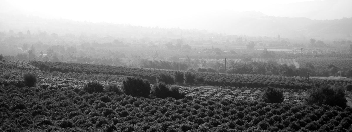 moody landscape image of fields showcasing differnt textures and vegitation in black, white and grey